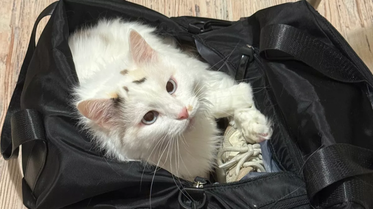 У этих кошек самый невыносимый характер: 5 пород, которые не дадут хозяину спокойно жить