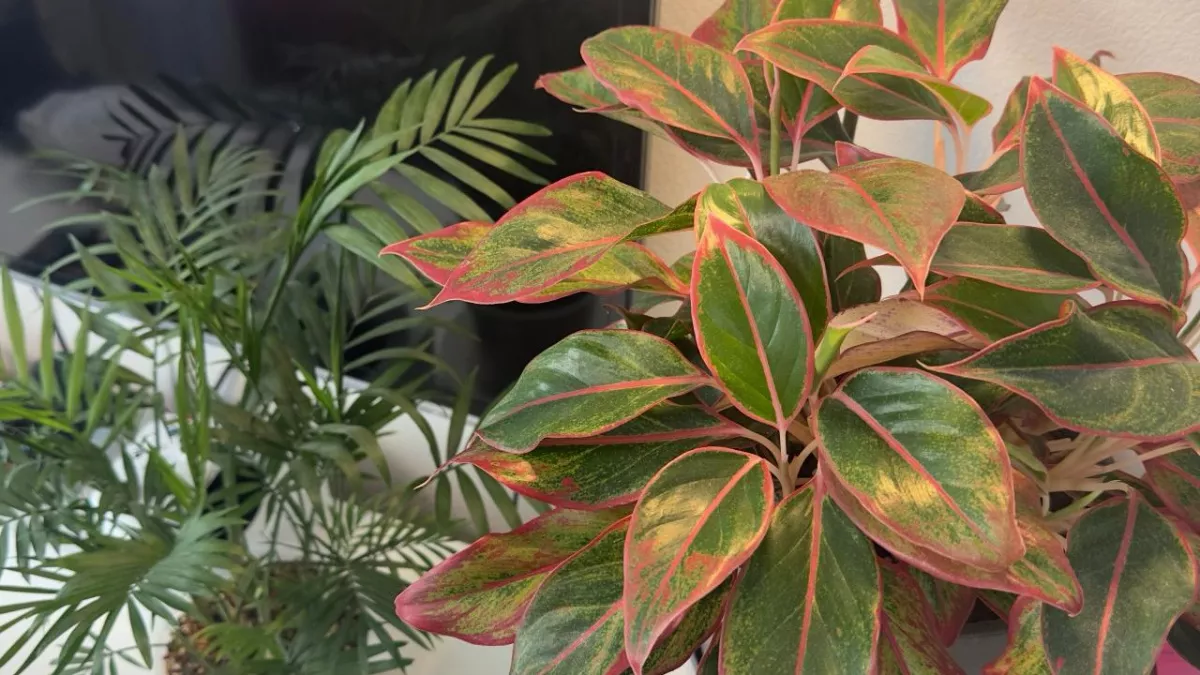 Никаких токсинов: 7 комнатных растений, которые очистят воздух лучше любого фильтра