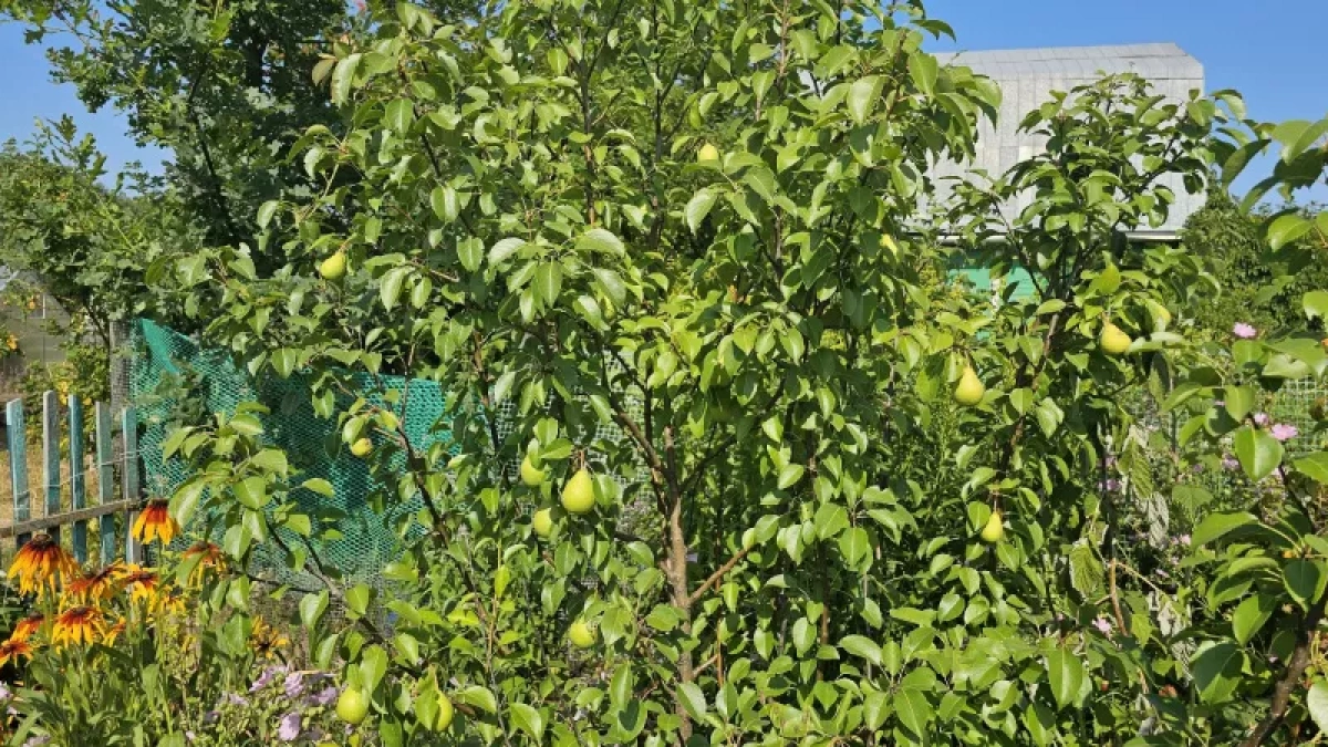 Кировская область приняла 117 тонн турецких груш