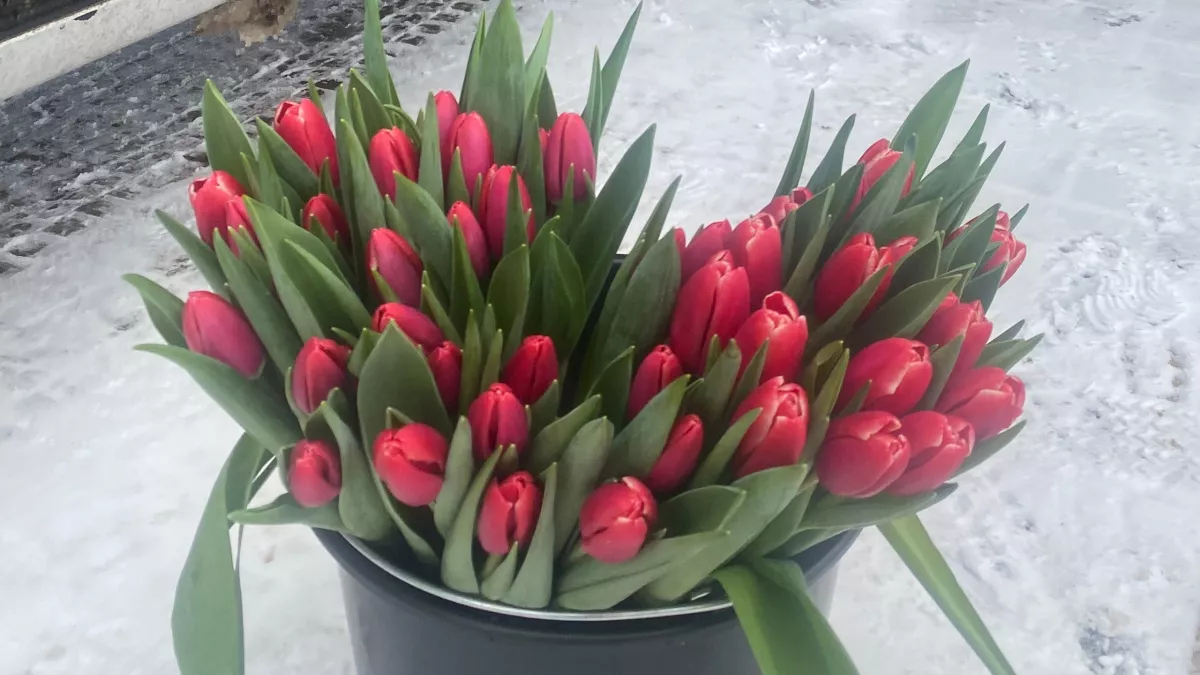 Что добавить в воду цветам, чтобы стояли 10 дней - подарок на 8 Марта будут радовать почти до апреля