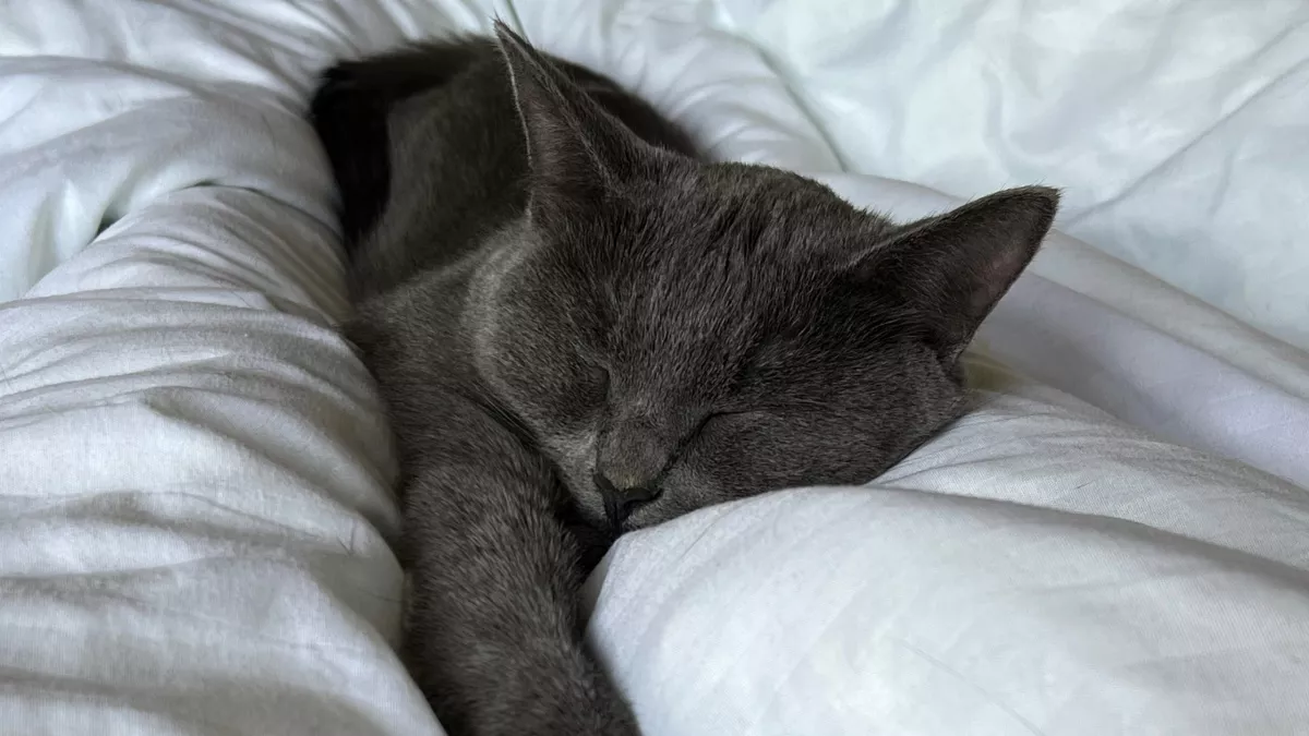 Кошка прощается с хозяином навсегда: распознаем такие знаки - четкие сигналы для тех, кто умеет их правильно читать