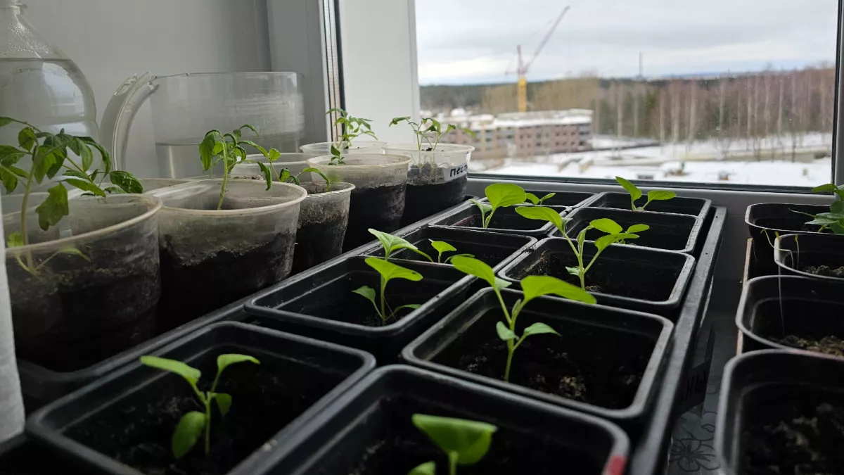 В марте всего 8 посевных дней: новый лунный календарь - только в эти дни органика прет