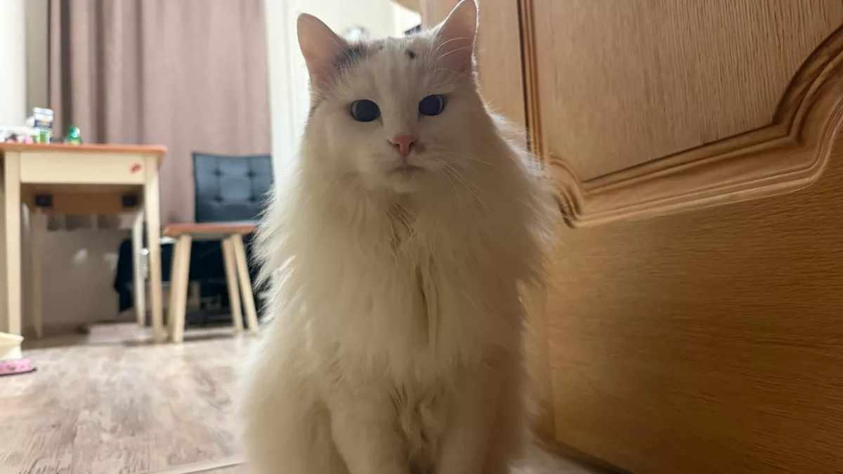 Вакцинация домашних животных против бешенства в Кирове начнется с 23 марта