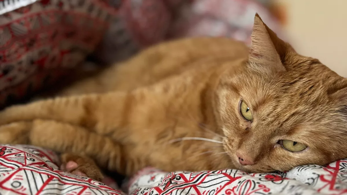 Почему некоторые кошки спят в ногах у хозяина, а некоторые возле головы: секрет всех пушистых