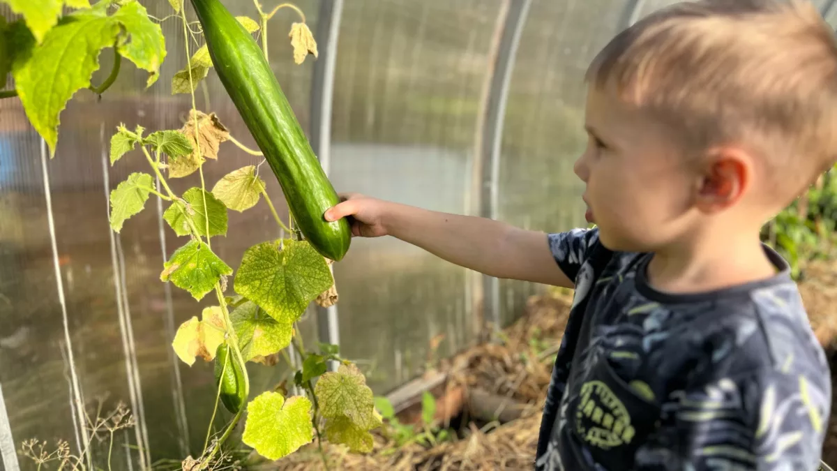Подвожу огуречный итог сезона 2025: мои самые урожайные сорта огурцов - точно посажу и в этом году. Вот результаты
