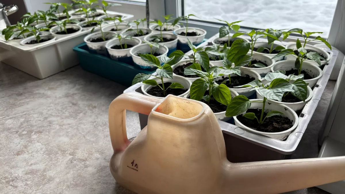 Бросаю 1 таблетку в воду и поливаю - и вся рассада прет толстой и мощной: жаль, что раньше так не делал