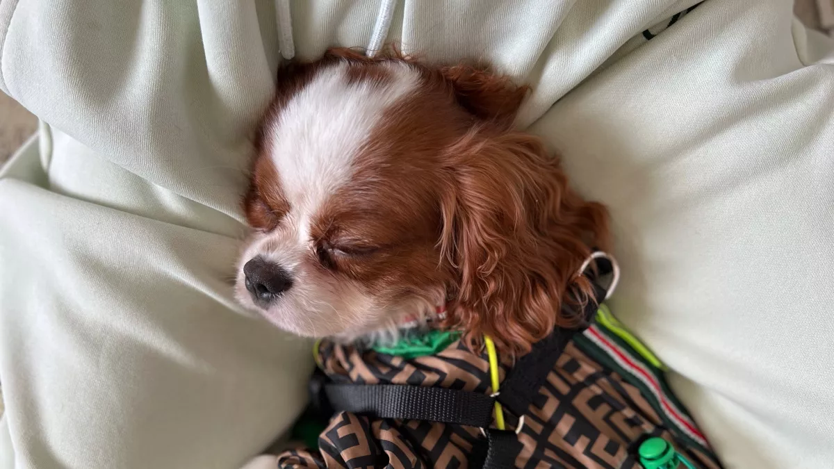 10 пород собак с "золотым" характером - с ними и поиграть, и поплакать в обнимку