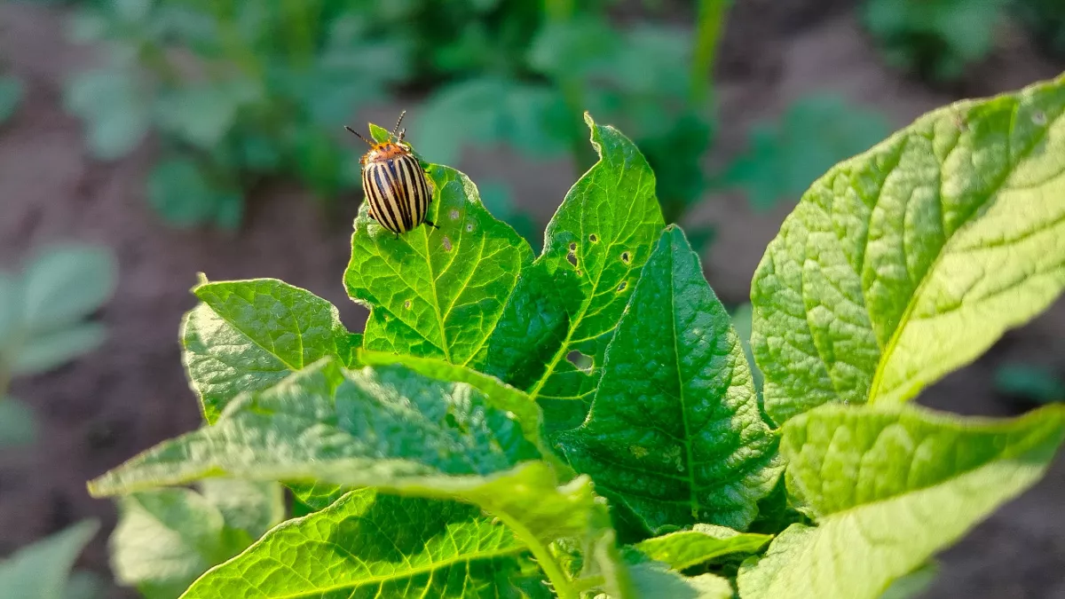 Дачники, 1 цветок на огороде - и колорадский жук сбежит как ошпаренный: мощная защита
