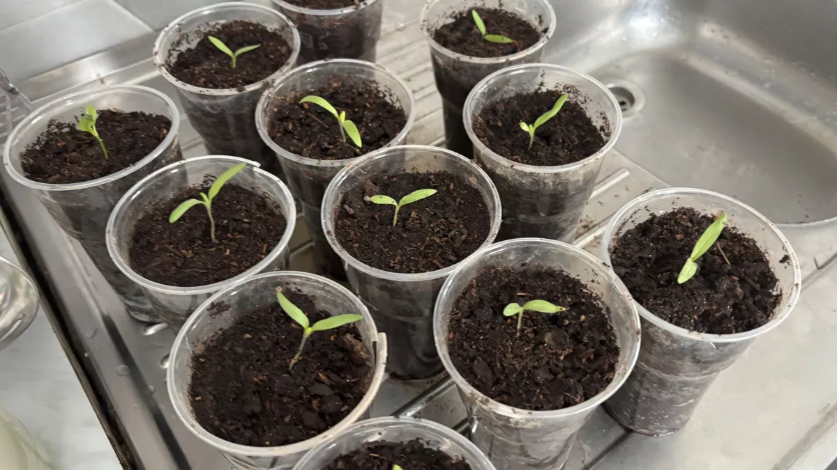 Теперь буду сажать огурцы только так: рассада толще пальца, не болеет - собираю богатый урожай