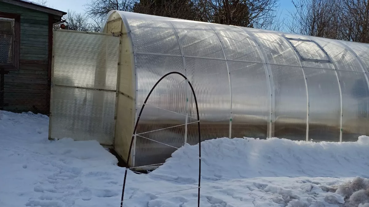 Томаты или головная боль: кому теплица принесёт урожай, а кому — сплошные проблемы