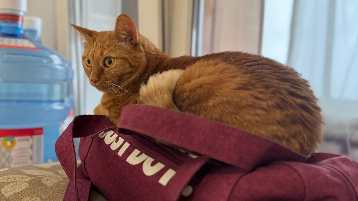 Сколько лет вашей кошке по-человечески - элементарный расчет