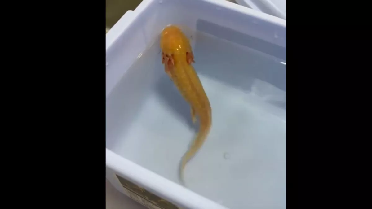 В Кирове ветеринары удалили проглоченный камень из организма аксолотля
