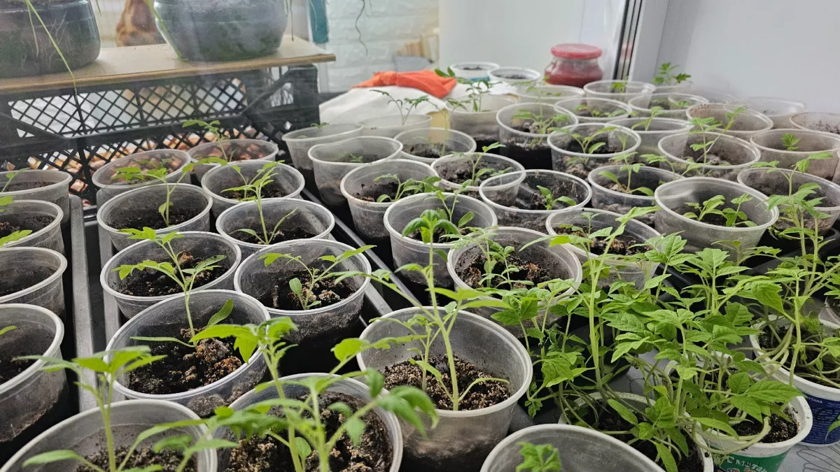 100 мл в лунку - рассада стелется ковром, а урожай собираю ведрами: дедовский рецепт подкормки