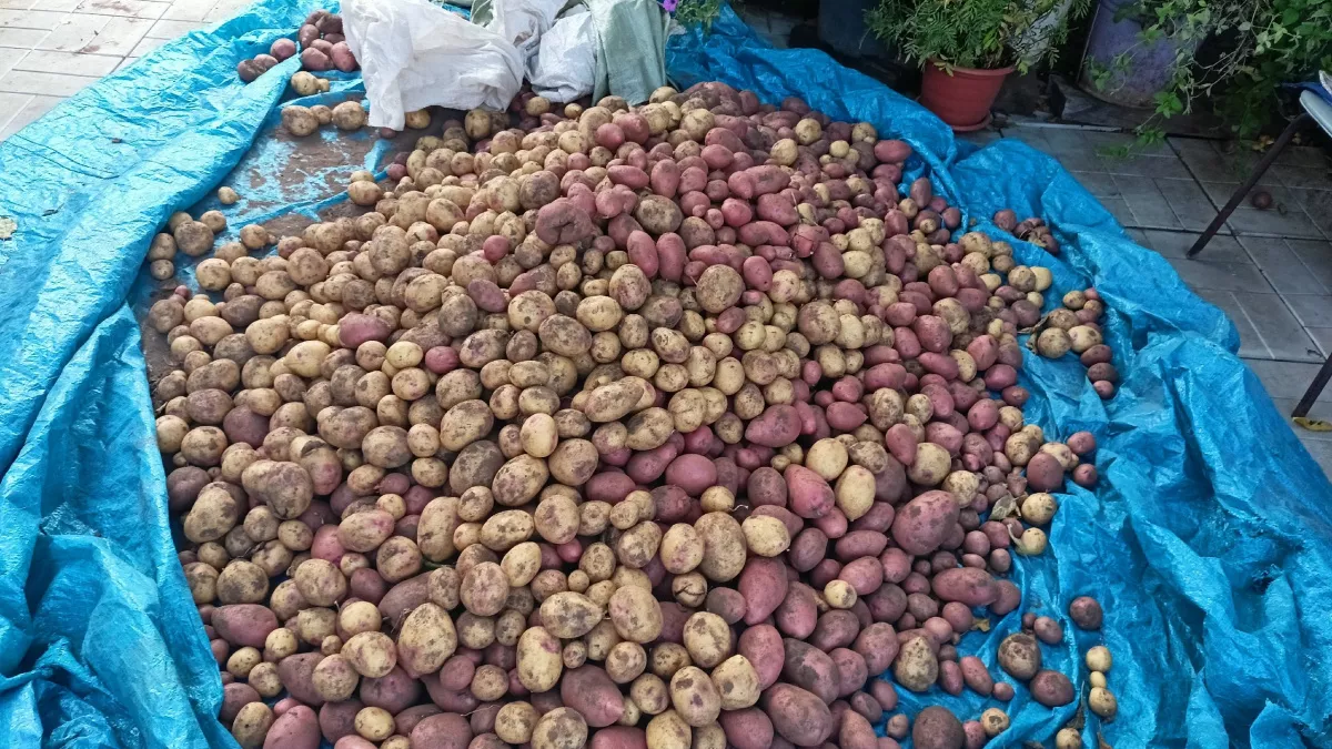 Не опоздайте с посадкой: когда сажать картошку в 2026 по лунному календарю