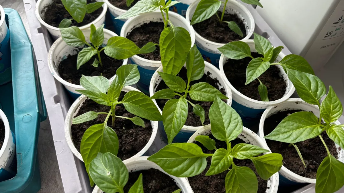 Крошу 3 гр в воду и поливаю - вся рассада прет мощной: вытянутые сеянцы в прошлом