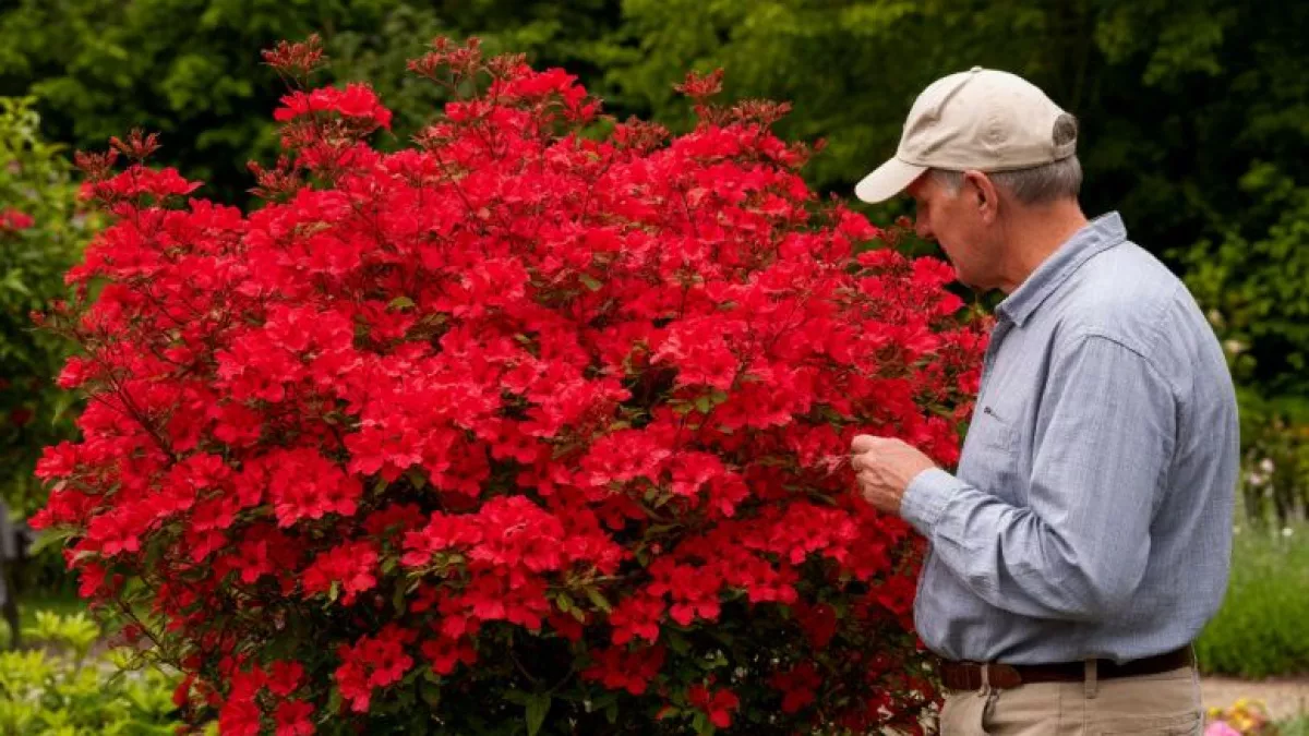 Титулованная красавица, неустанно цветущая с мая по октябрь - великолепный кустарник: весь сезон радует красными цветами