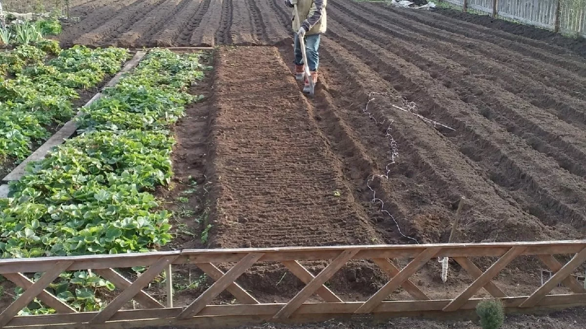 Навоз больше не покупаю: жирная мешанка 1:1 превращает даже "пустую" землю в плодородный рай