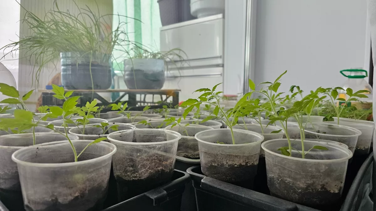 Бросаю горсть в горшок при посадке любой рассады - про подкормки забыл навсегда