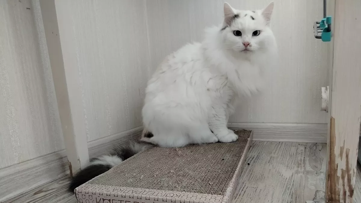 Кошка обходит диван за метр: быстро отучил питомца драть мебель - результат поражает