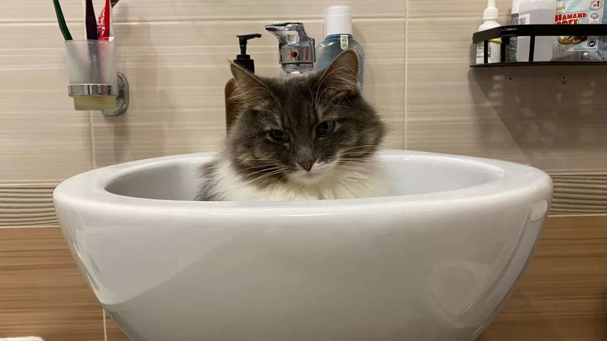 Почему кошка хвостиком ходит за владельцем и даже в туалет? Это, конечно, мило, но причина не всегда проста