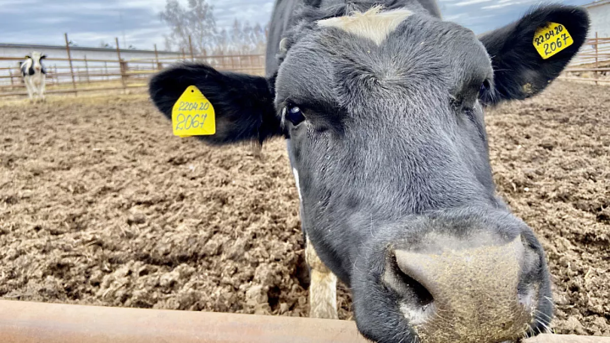 Новый агрокомплекс с привлечением частных инвестиций откроют под Белой Холуницей