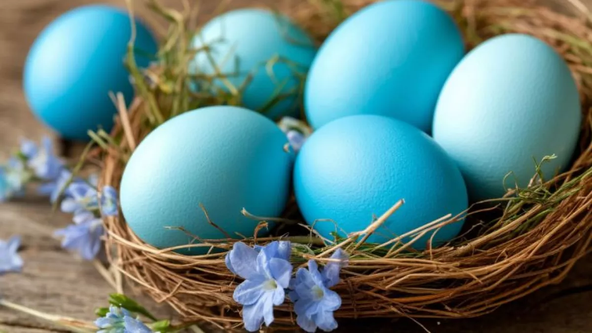 Опускаю яйца в копеечный отвар из 1 ингредиента: на выходе крашенки небесно-голубого цвета - луковая шелуха в пролете