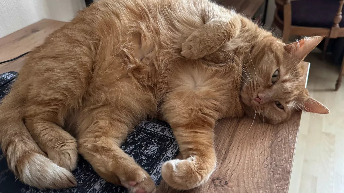 Как кошка показывает вам, что ей больно: четкие сигналы для тех, кто умеет их правильно читать