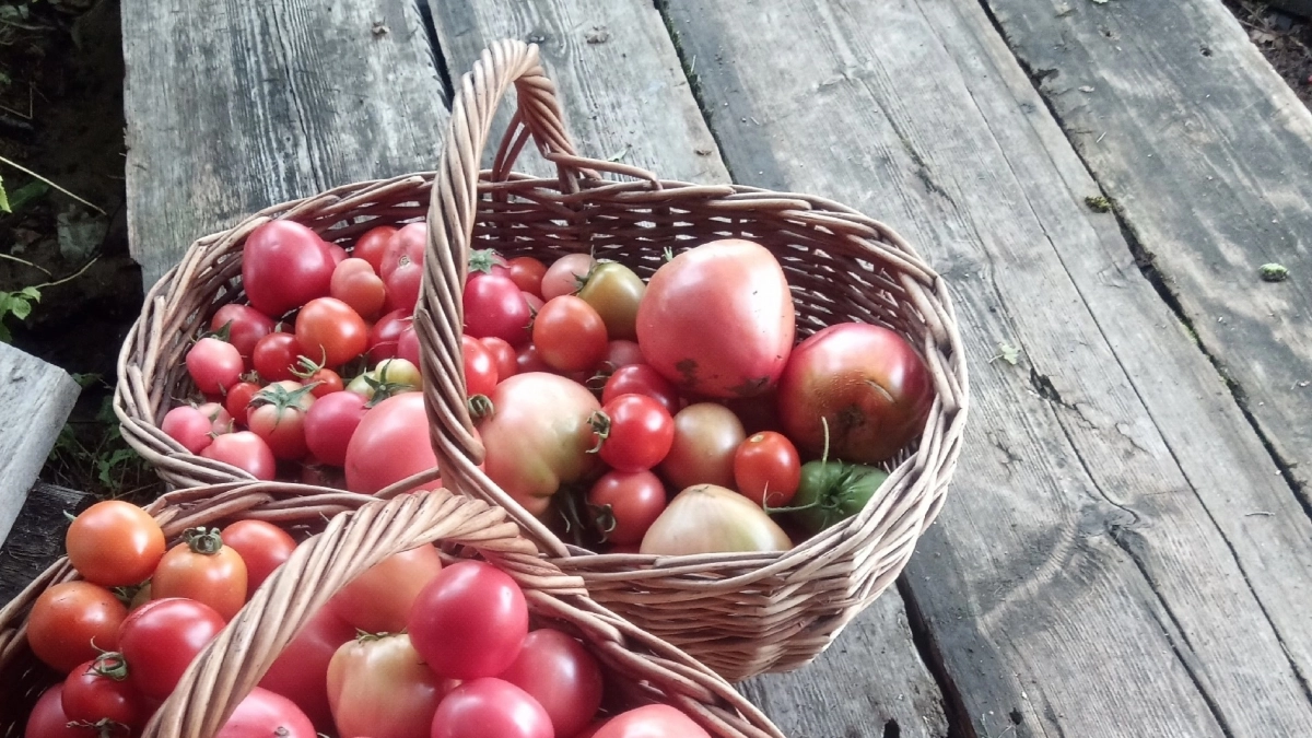 Жаль, что раньше не сажал эти "неубиваемые" томаты: 5 устойчивых к болезням сортов - прут как на танке