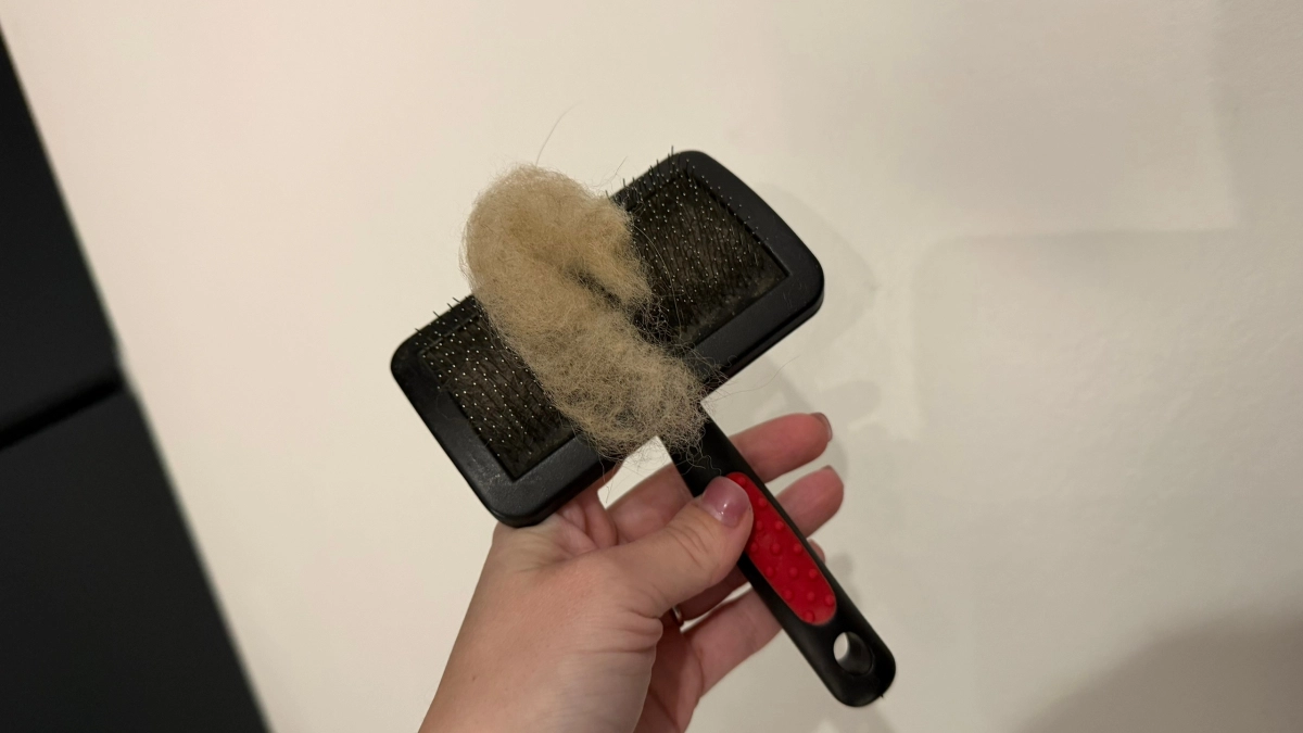 Завела двух кошек и собаку - а шерсти нет: вот как убрать ее быстро