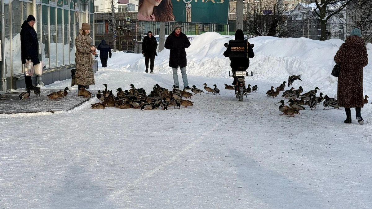 Кировчанам начали выдавать разрешения на стрельбу по уткам