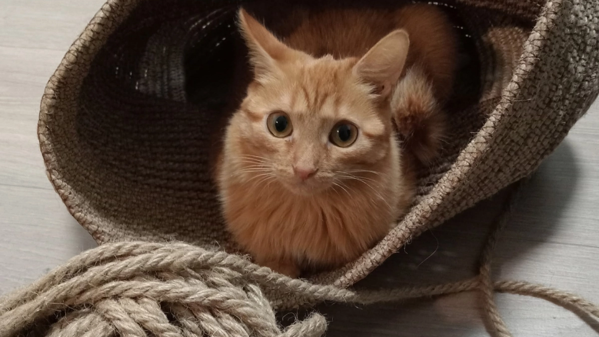 На самом деле кошка приносит нам мышь не только чтобы накормить или порадовать - вот настоящая причина