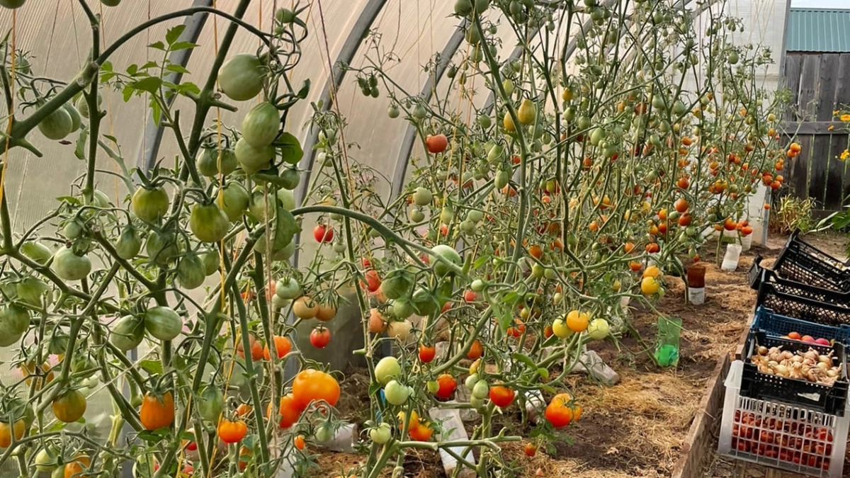 Дачники, это не томат, а сладкая сказка: сочный, как мясной стейк - дает до 15 кг/м урожая