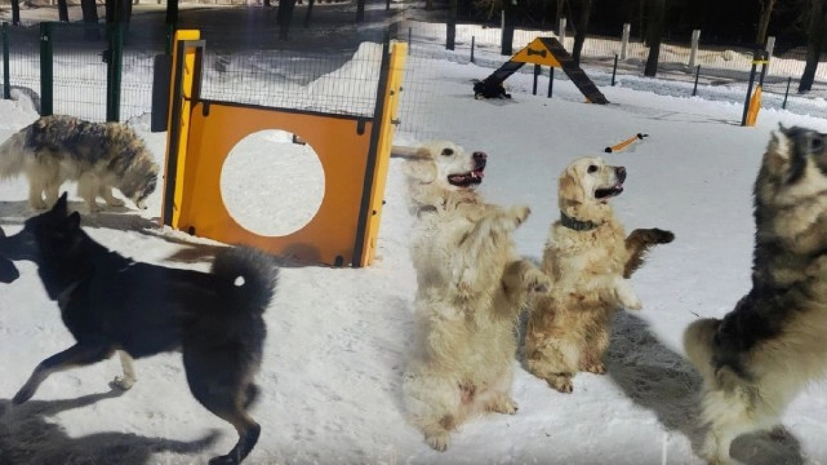 "Справедливая Россия" добилась расчистки площадки для выгула собак парка имени Кирова