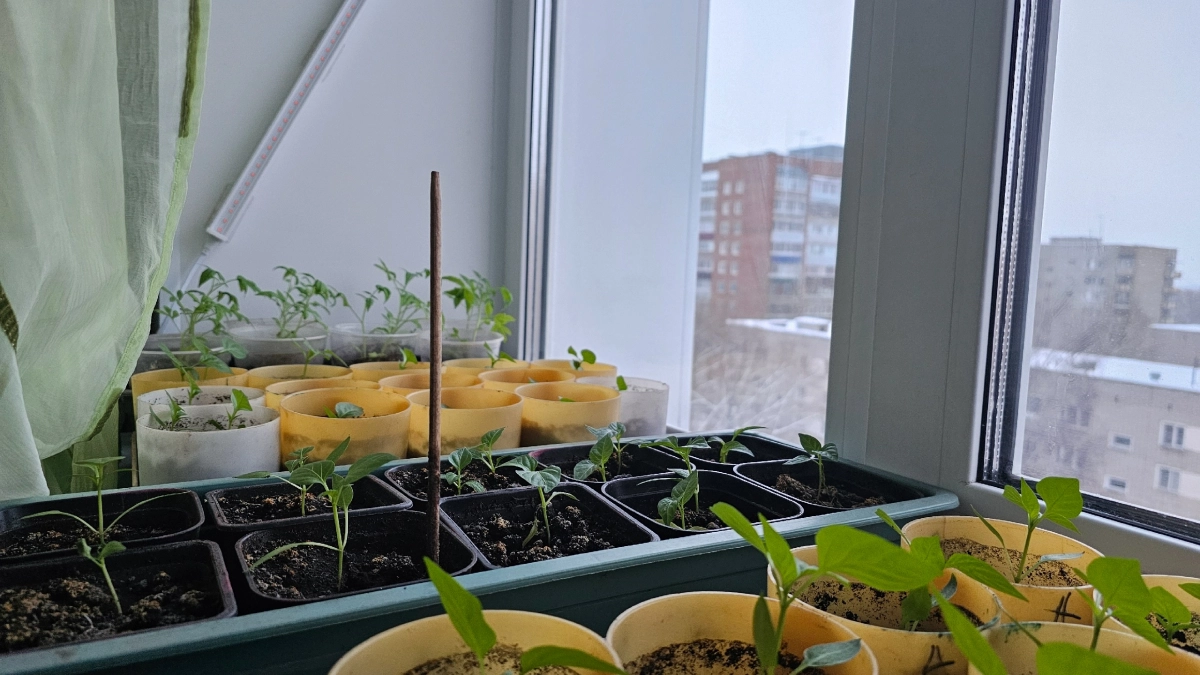 Аномальная жара в марте изменит сроки урожая: когда лучше сажать помидоры и картошку - список дат