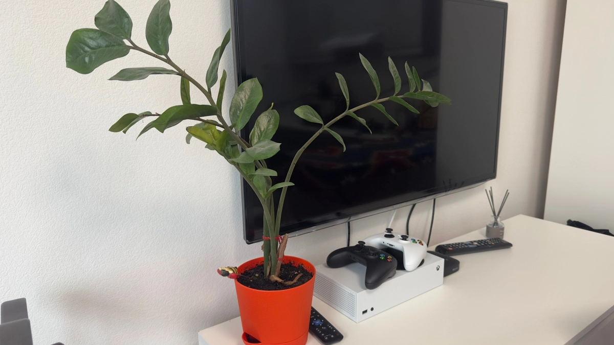 1 таблетка в воду при поливе: замиокулькас расцветает на глазах - веток "завались", а клубни рвут горшок