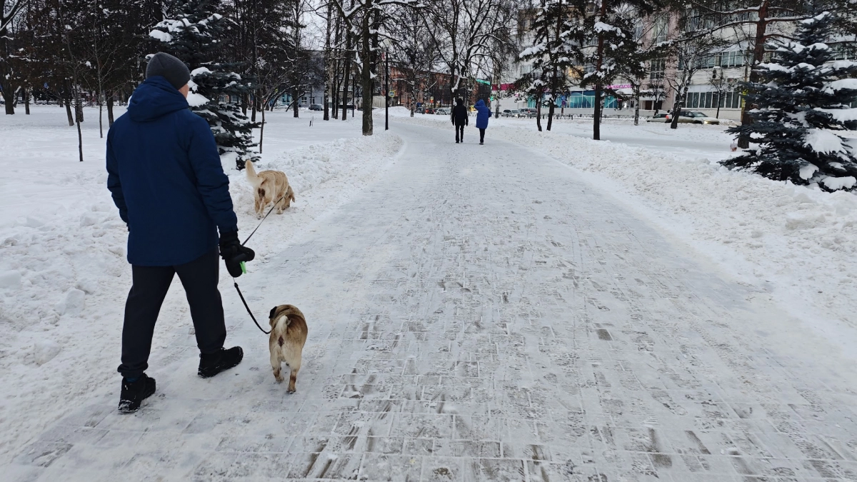 В Нагорском районе агрессивная собака покусала школьника