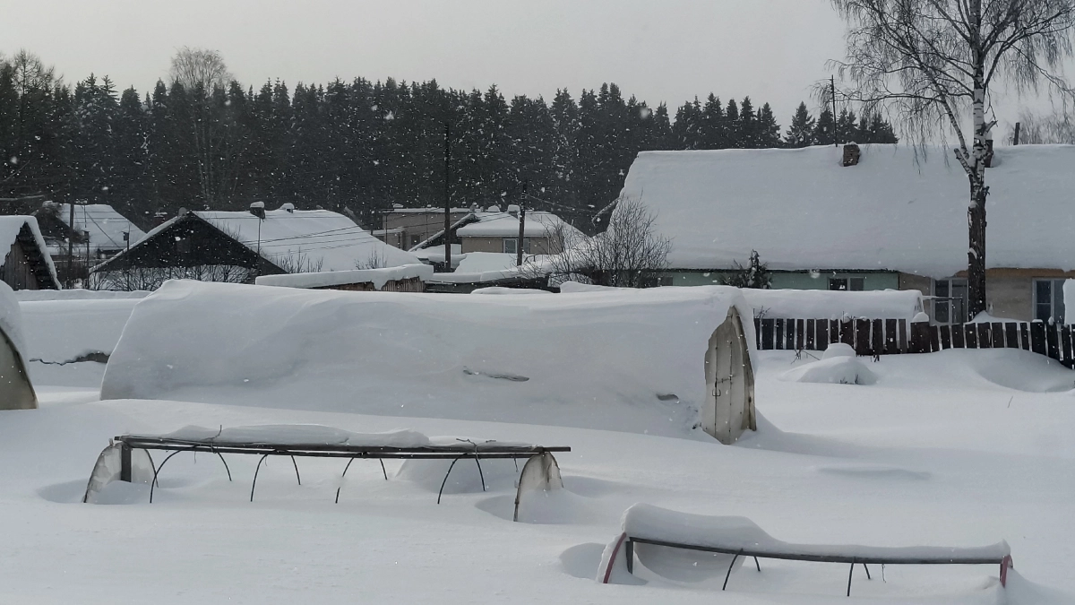 Лучше навоза и компоста вместе взятых: после схода снега раскидываю на грядки - и почва мягкая, как пуховое одеяло