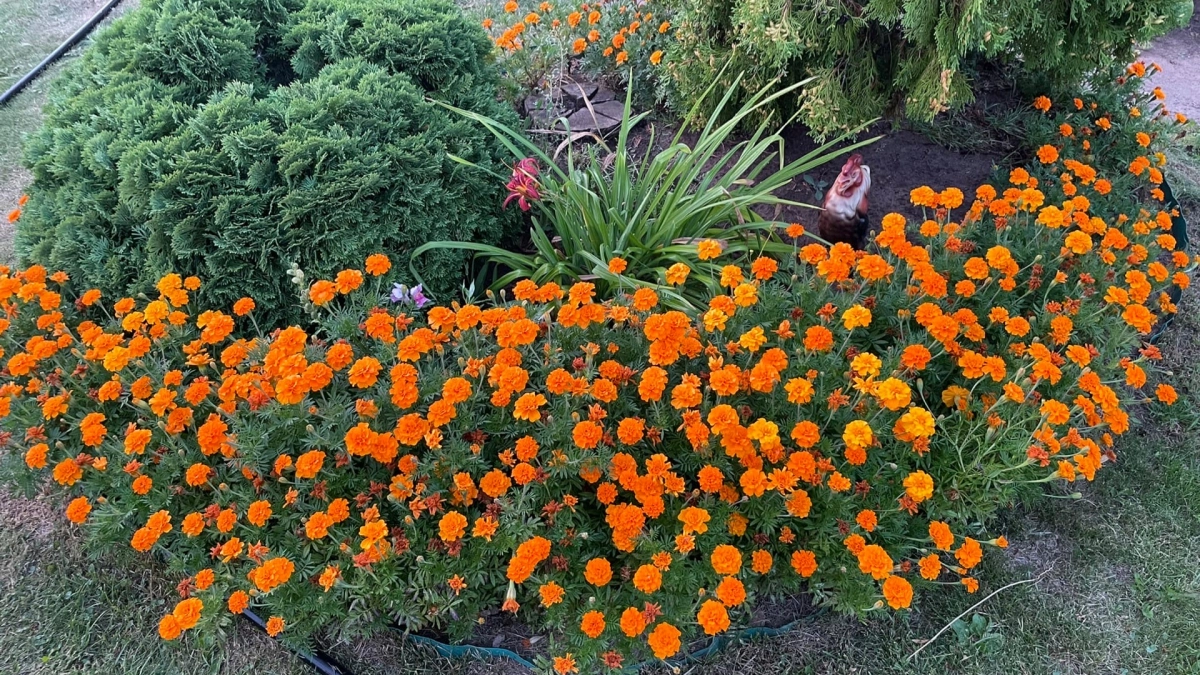 Сею эти цветы на каждом клочке земли и горя не знаю - вот зачем мне столько цветов