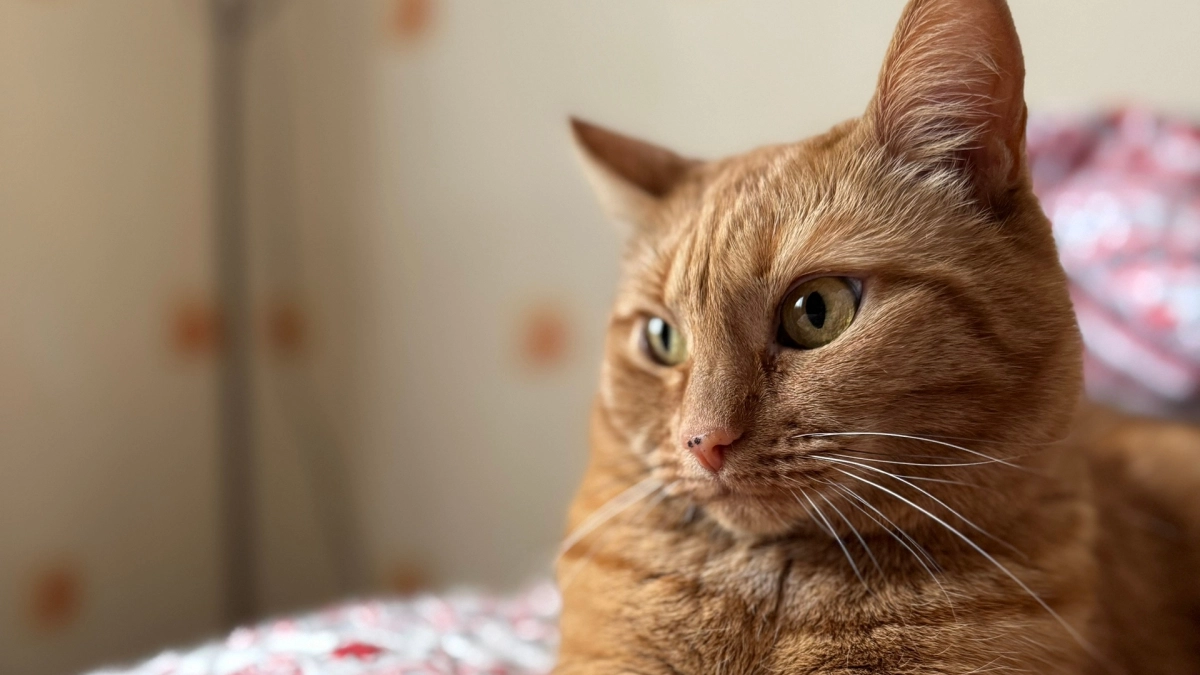 Благодарны ли бездомные коты за то, что их забрали с улицы. Запомните раз и на всю жизнь