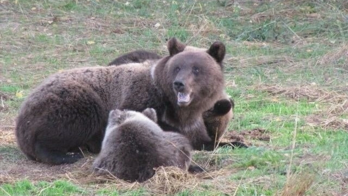 В Кировской области начали выдавать разрешения на добычу медведя