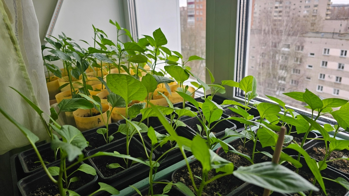 Крошу 1 таблетку в воду и поливаю - рассада прет щеткой: про фитолампу забыла