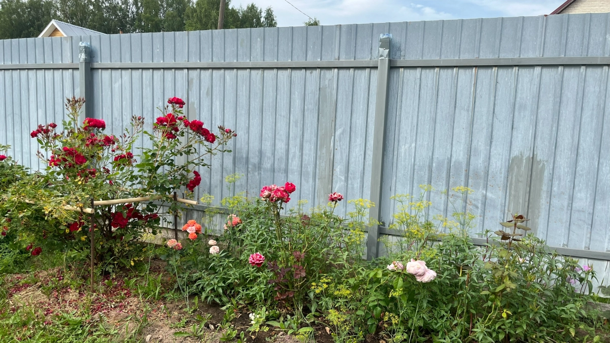 Вырвала бархатцы и заменила более полезным цветком - это растение борется со многими вредителями и болезнями на участке