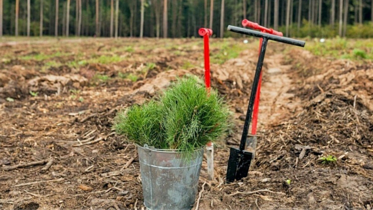 Кировская область вошла в число лидеров России по темпам лесовосстановления