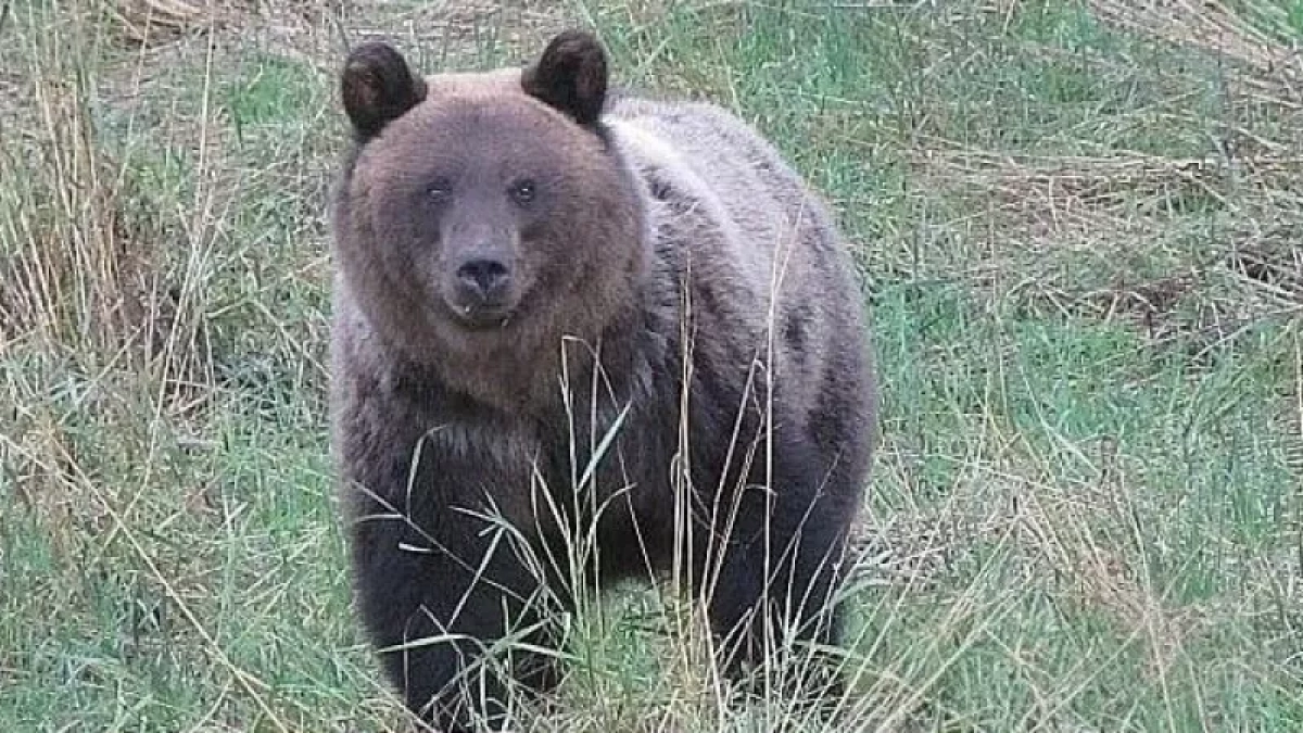 В Кировской области стартовал сезон охоты на бурого медведя