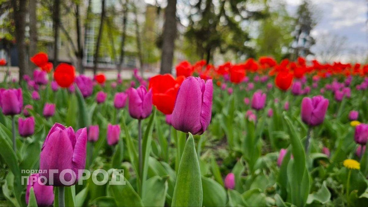 Более 8 тысяч "квадратов" цветов: где в Кирове появятся новые клумбы