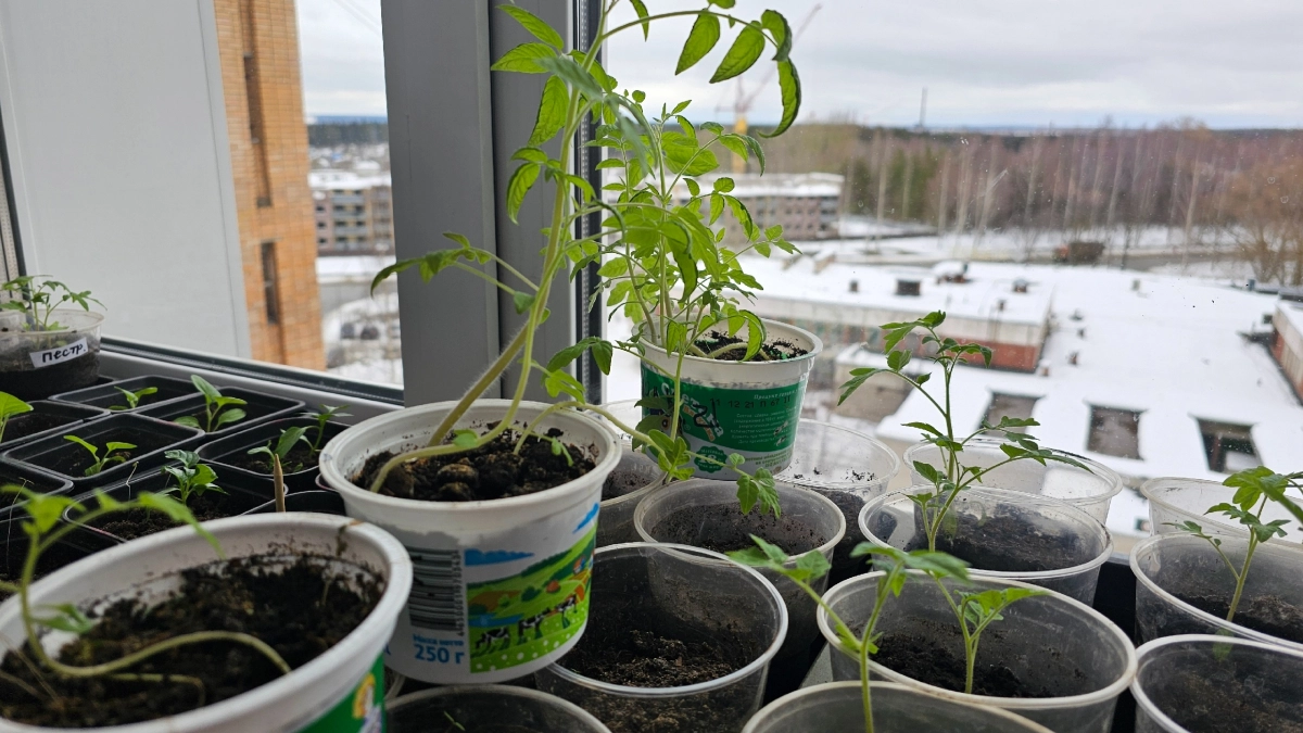 Забудьте о капризных томатах. Этот сорт вяжет по 600 г в любую погоду — проверено в холодное лето