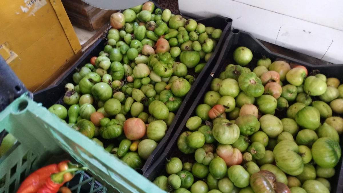 Никакущие сорта томатов - даже не тратьте на них время: мелкие и безвкусные - собираю урожай и плачу