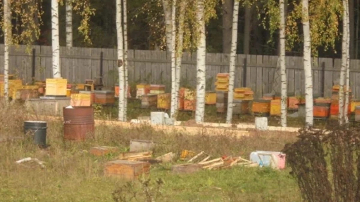 В Кирове владелец пасеки по суду ответит за нападение его пчел на школьника