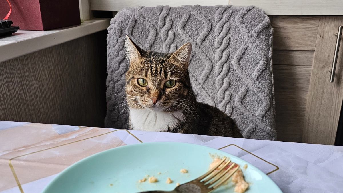 Не линяют, не воняют и не болеют - 4 лучшие породы кошек