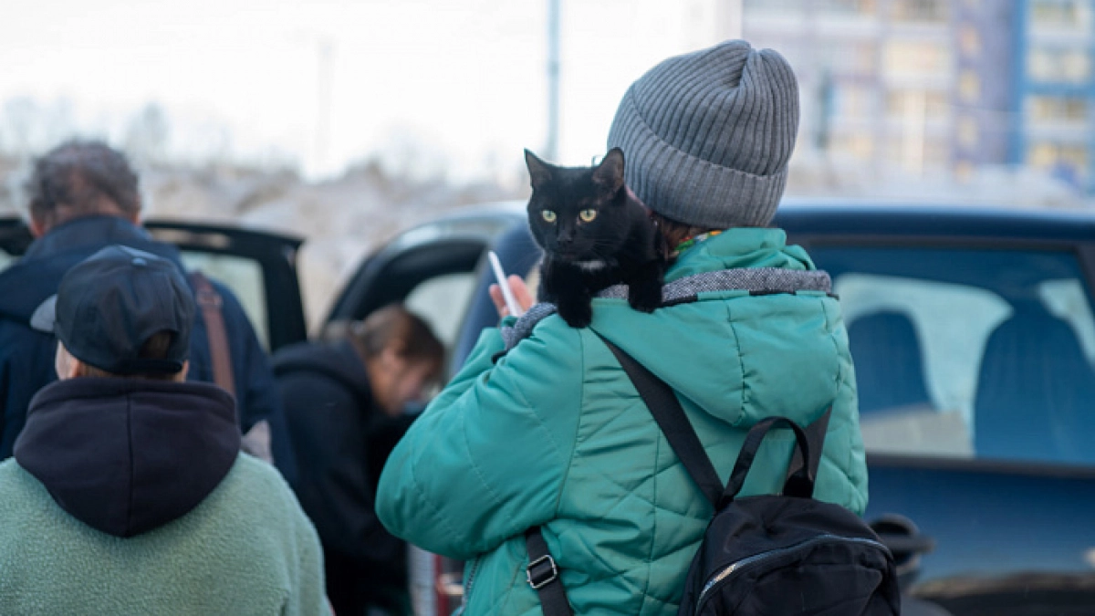 1,5 тысячи питомцев хотят вакцинировать в Кирове за одну прививочную кампанию